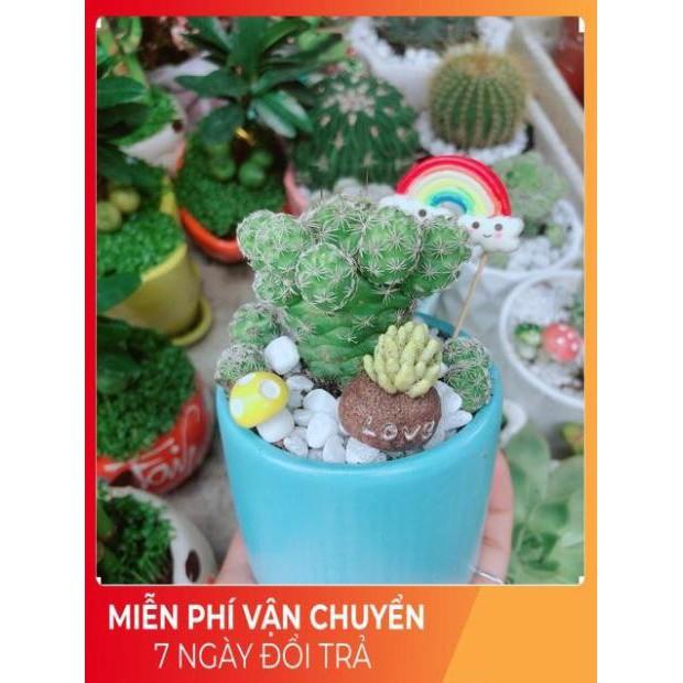 Chậu Xương Rồng Trứng Chim