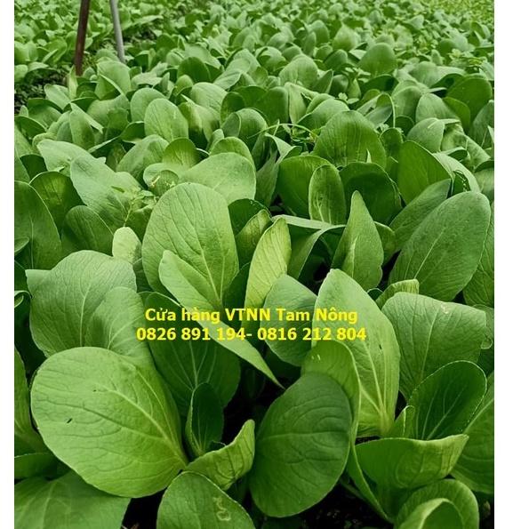 HẠT GIỐNG CẢI CHÍP, CẢI XANH LÙN _THANH GIANG_KL.20G