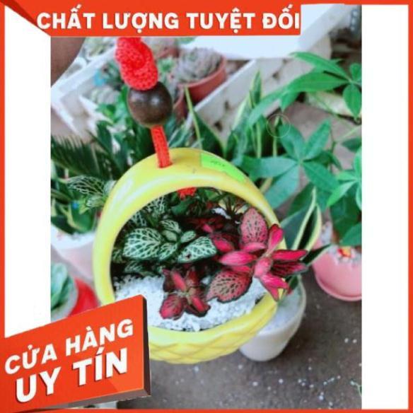 Chậu cây lá cẩm nhung hay lá may mắn