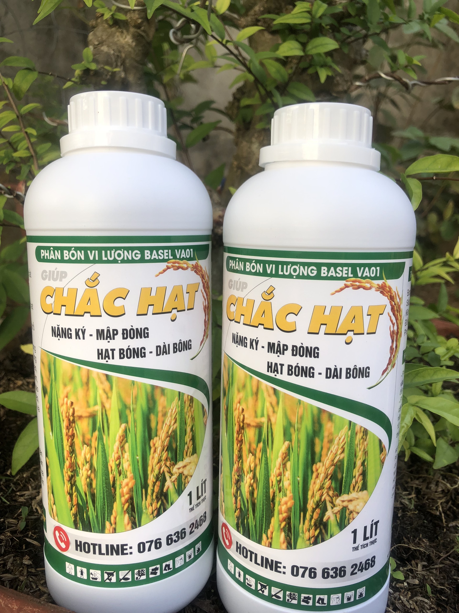 CHẮC HẠT CHUYÊN LÚA
