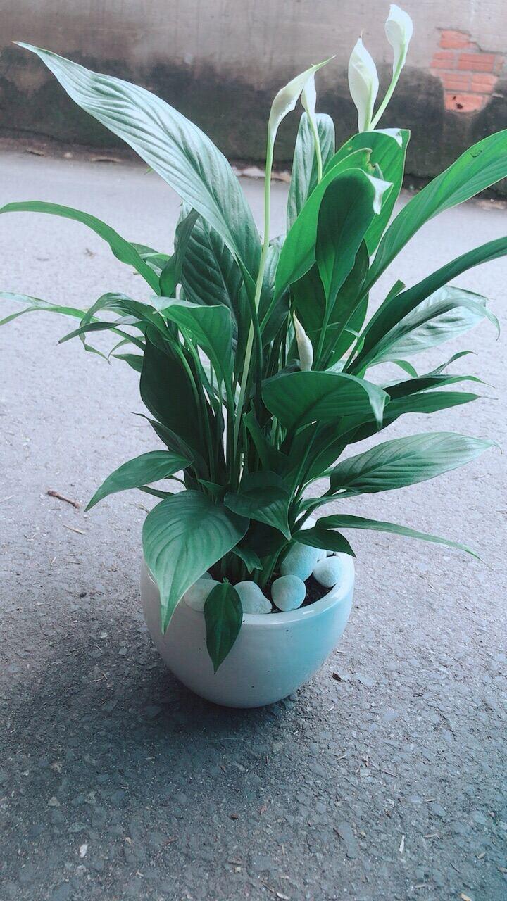 Chậu Cây Hoa Lan Ý