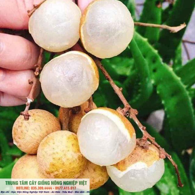 Cây Nhãn Hạt Lép Thái