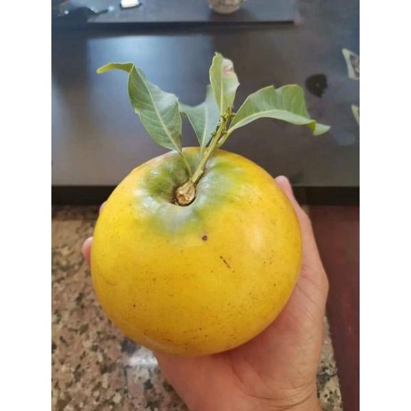 Cây giống vú sữa hoàng kim