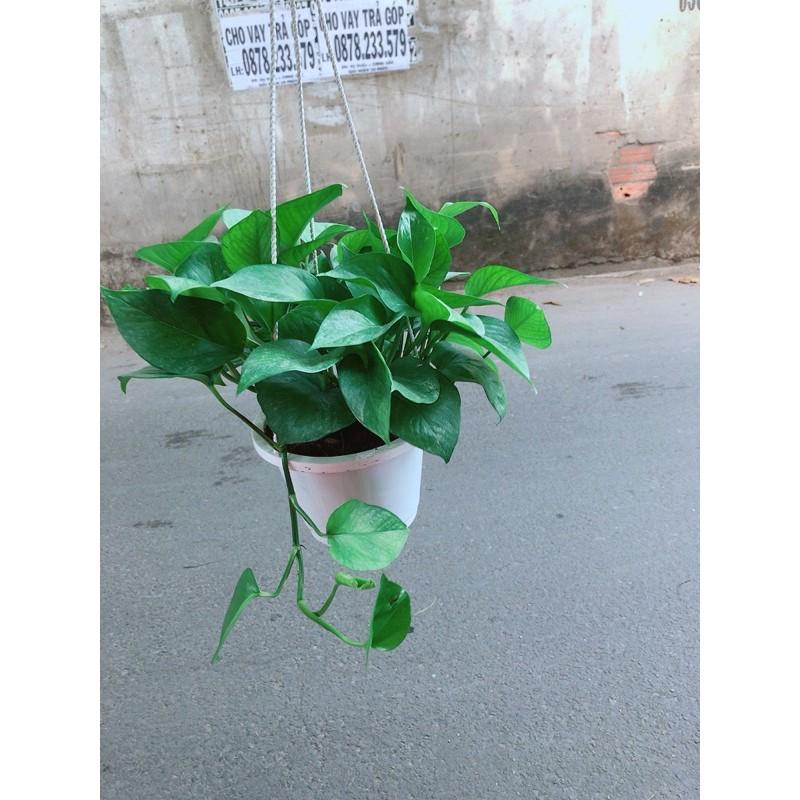 Trầu Bà Thái Xanh