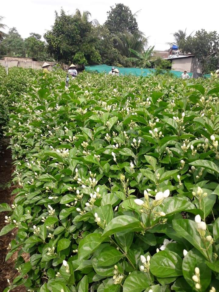 Tinh dầu hoa Lài 50ml Mộc Mây - nguyên chất 100% từ thiên nhiên - chất lượng và mùi hương vượt trội