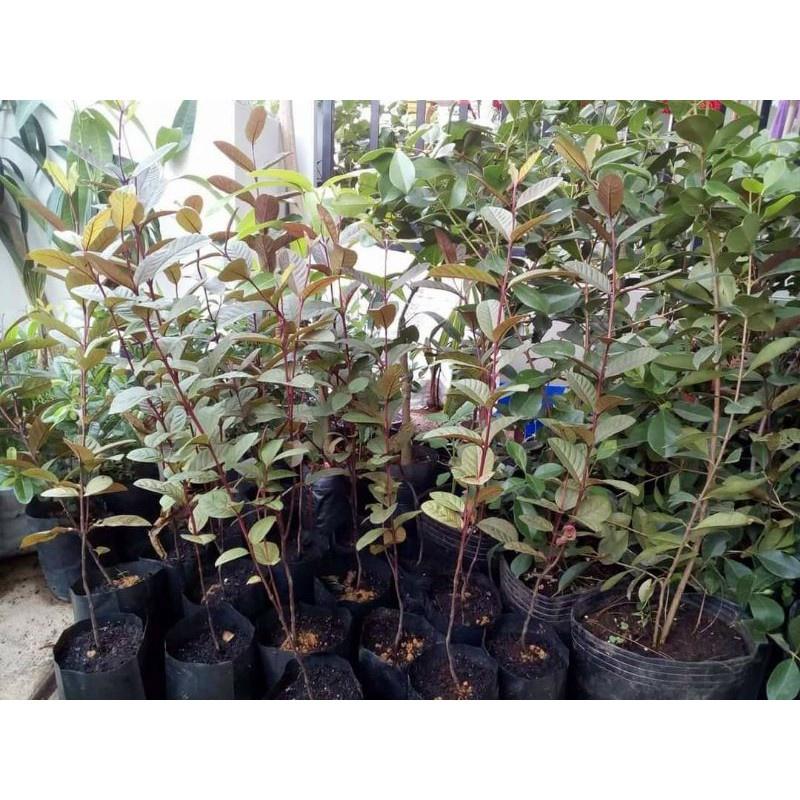 Cây giống ổi tím