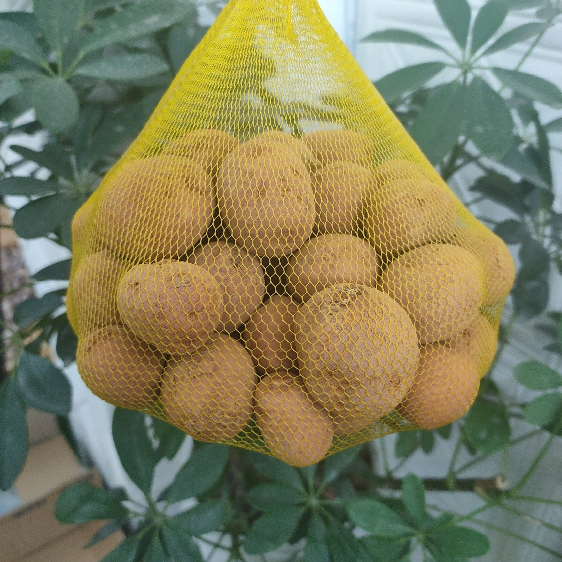 Khoai Tây Baby- 1kg