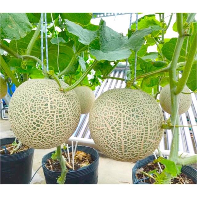 Hạt Giống Dưa Lưới - Dưa Thơm gói 1gr