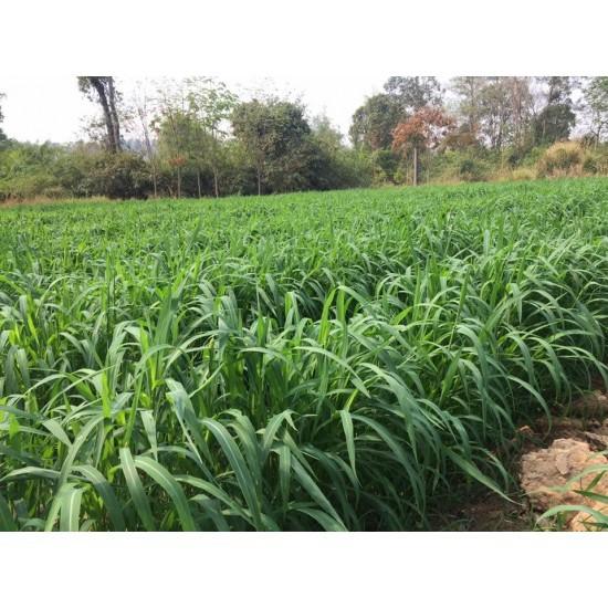 Hạt giống cỏ xả lá lớn Mobasa Ghine - cỏ chăn nuôi chất lượng gói 200g