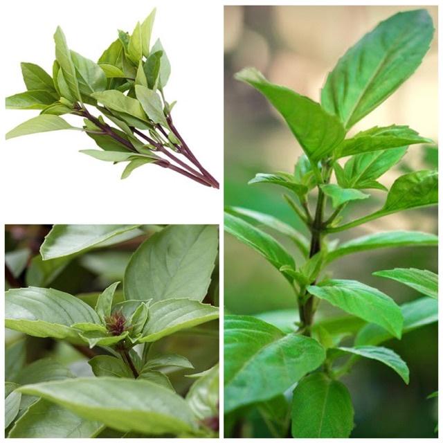 HẠT GIỐNG RAU QUẾ LÁ TO CAO SẢN