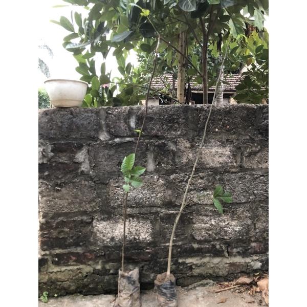 Combo 25 cây giống macca và 25 cây giống óc chó khách đặt.