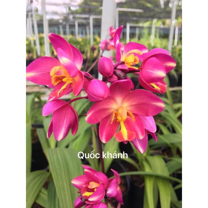 CHẬU HOA ĐỊA LAN CHU ĐỈNH HỒNG TÍM