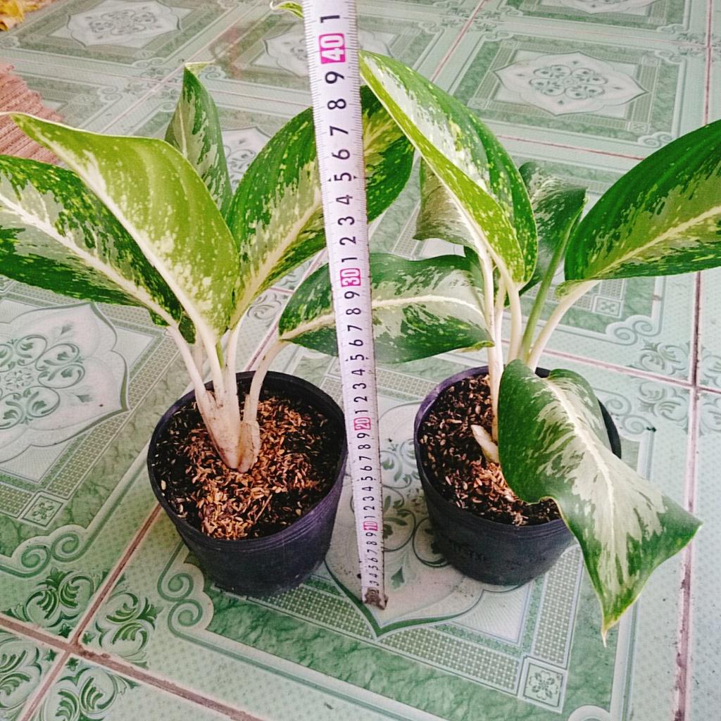 Cây Huy Hoàng - cây cảnh trong nhà + tặng phân bón cho cây mau lớn