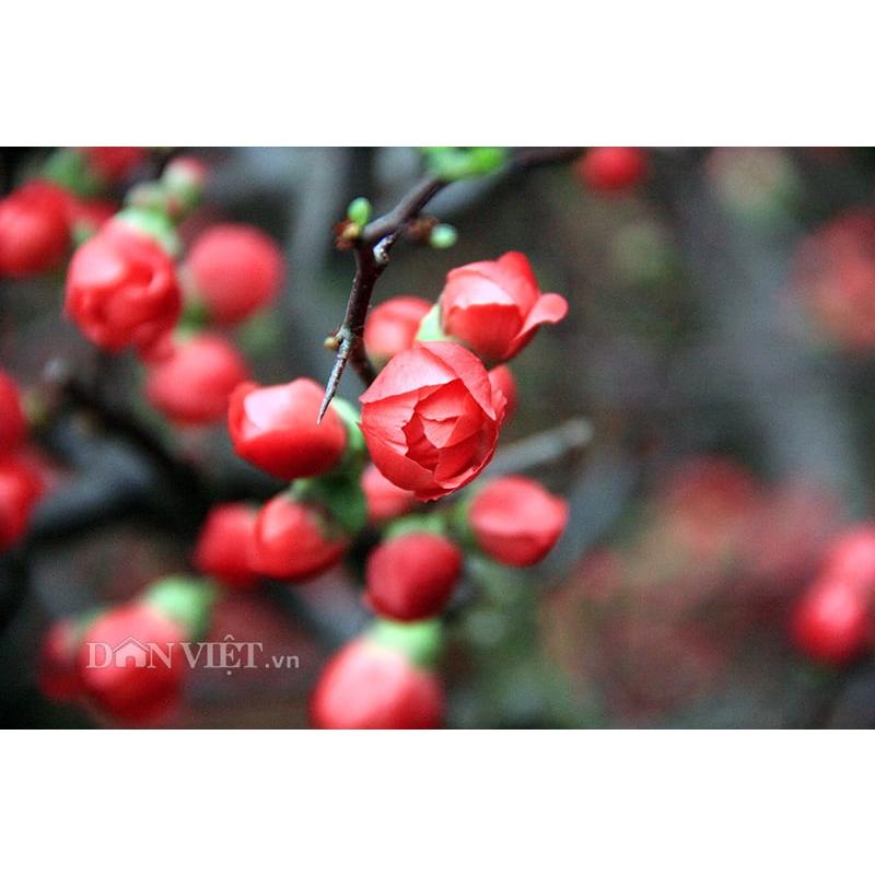 Hạt Giống Hoa Mai Đỏ Trung Quốc -
