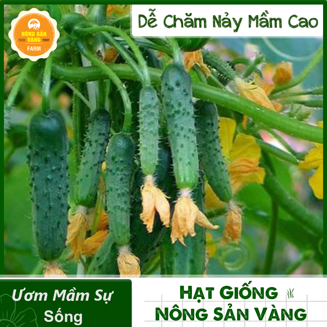 Hạt giống Dưa Chuột Chùm Giống Tự Thụ Phấn, Dễ Trồng, Nhanh Cho Quả (gói 10 Hạt) - Nông Sản Vàng