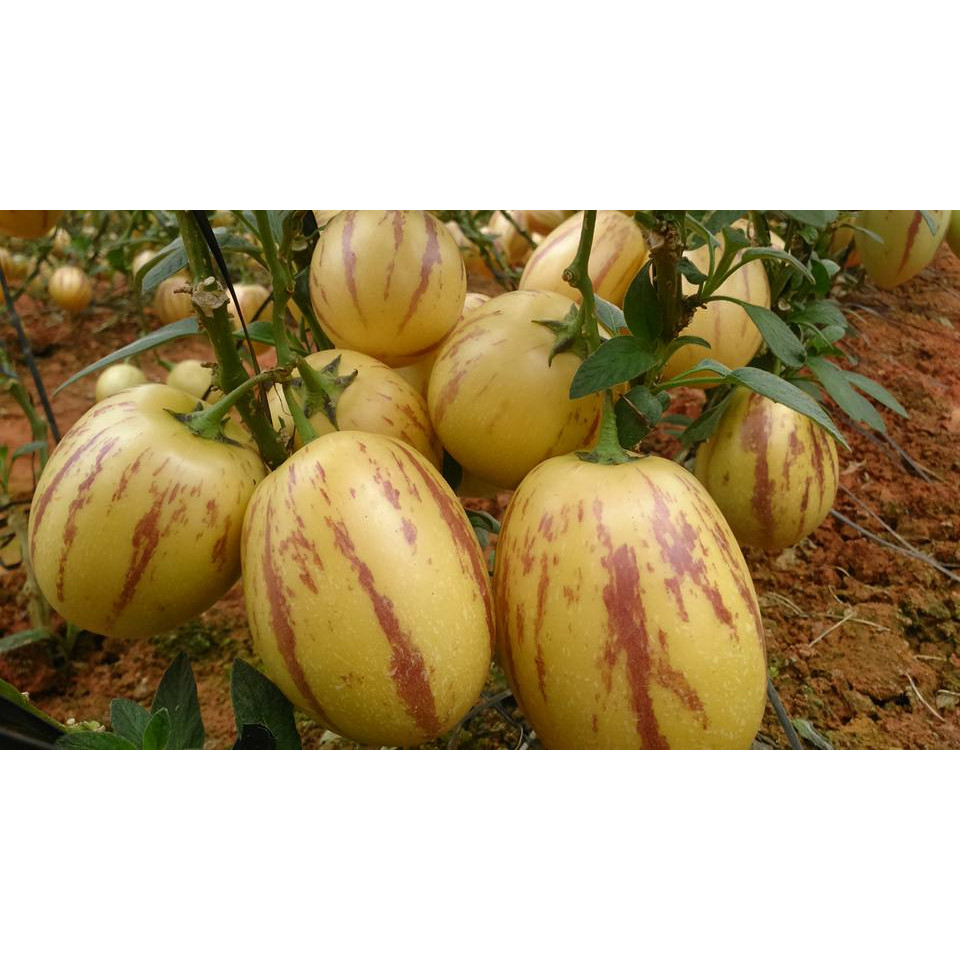 GÓI 20 HẠT GIỐNG DƯA HẤU PEPINO