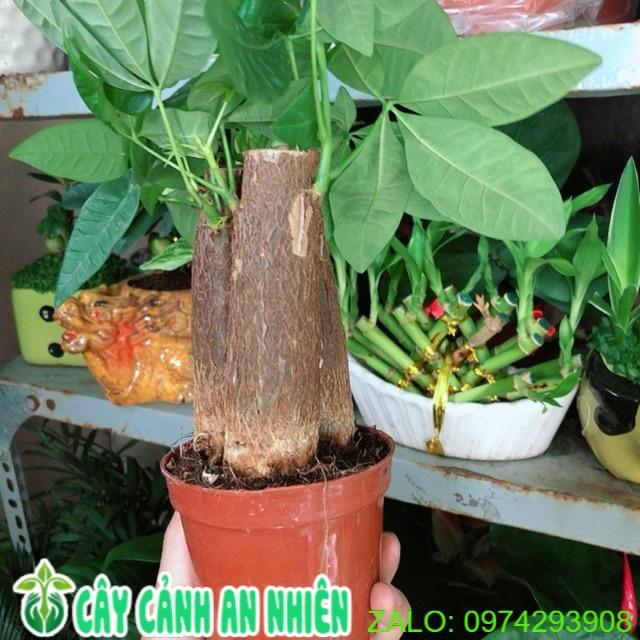 Chậu Kim Ngân 3 Thân