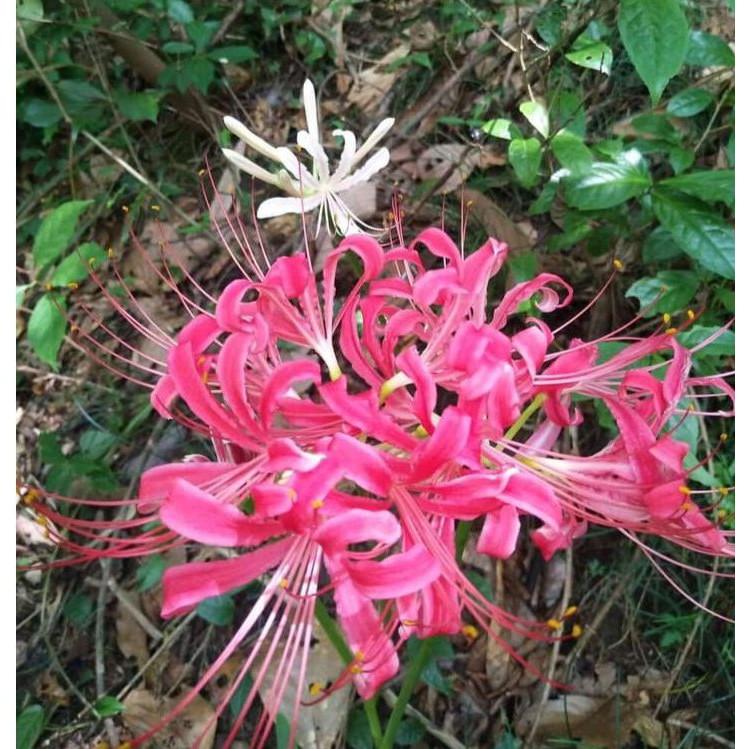 Củ giống hoa bỉ ngạn hoa màu hồng