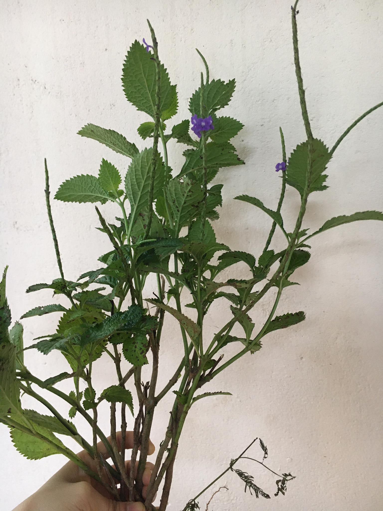 CHUẨN Cây giống Đuôi Chuột