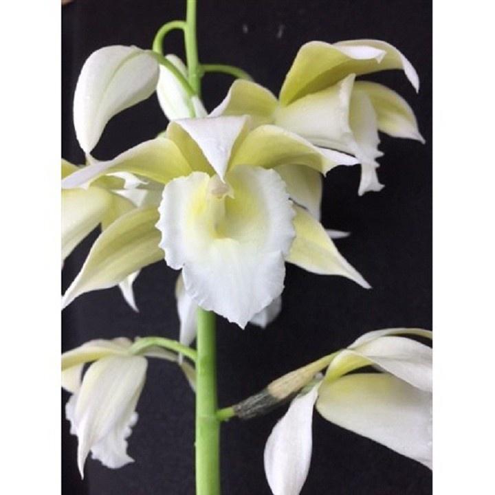 COMBO 3 CỦ ĐỊA LAN GIỐNG HẠC ĐỈNH TRẮNG