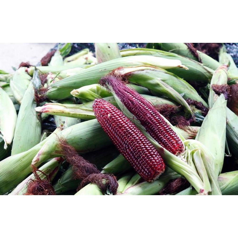 Hạt giống ngô tím, bắp tím 5gr