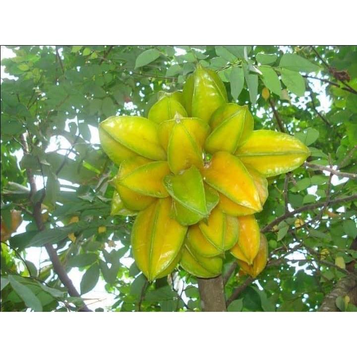 CÂY GIỐNG KHẾ NGỌT TRỒNG CHẬU