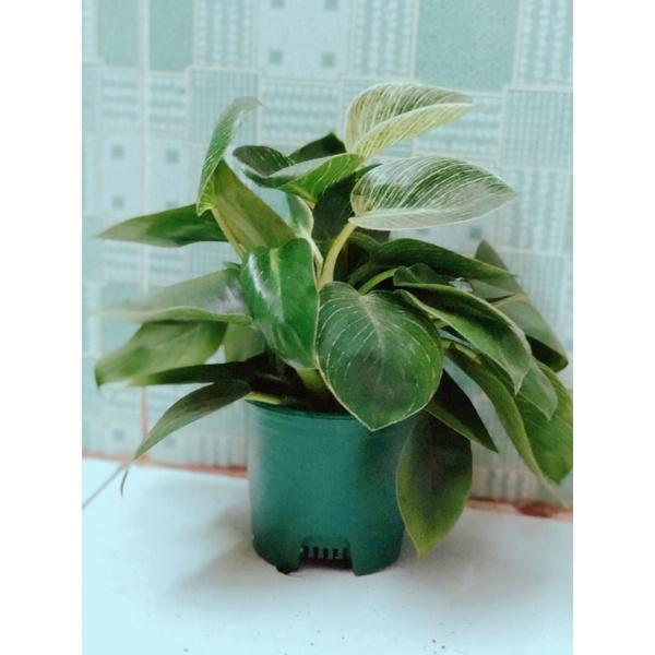 Trầu Bà Hoàng Kim