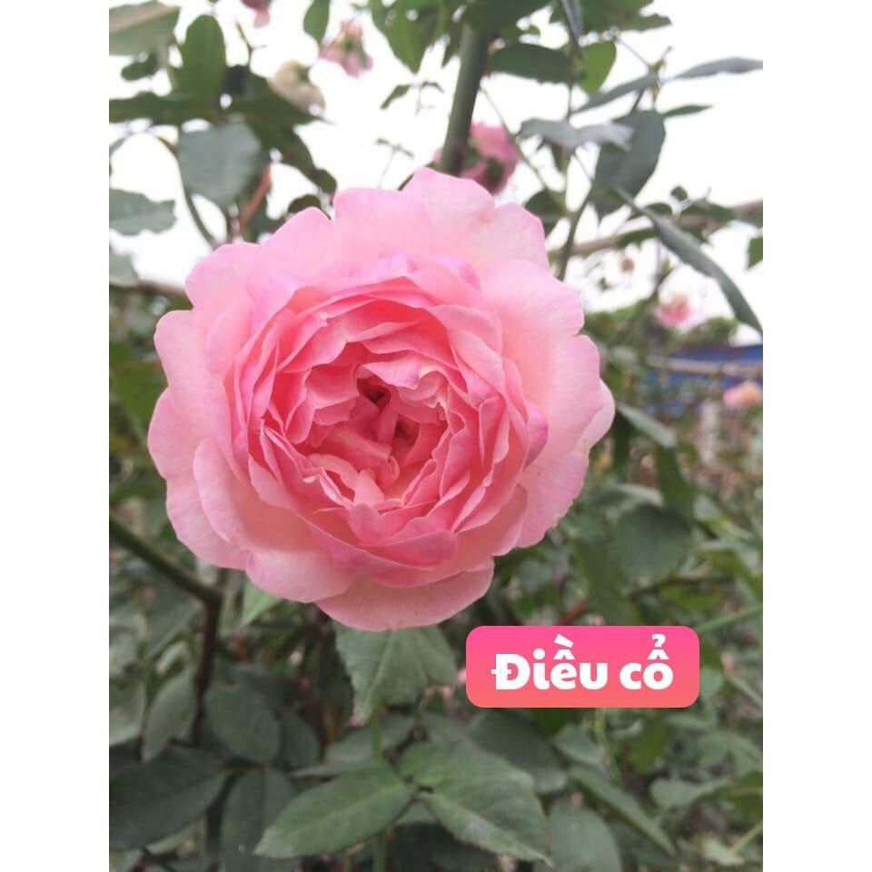 Combo 4 bầu hồng điều cổ giá rẻ