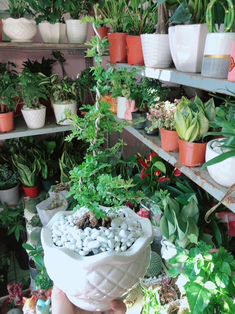 Chậu Cây Cần Thăng