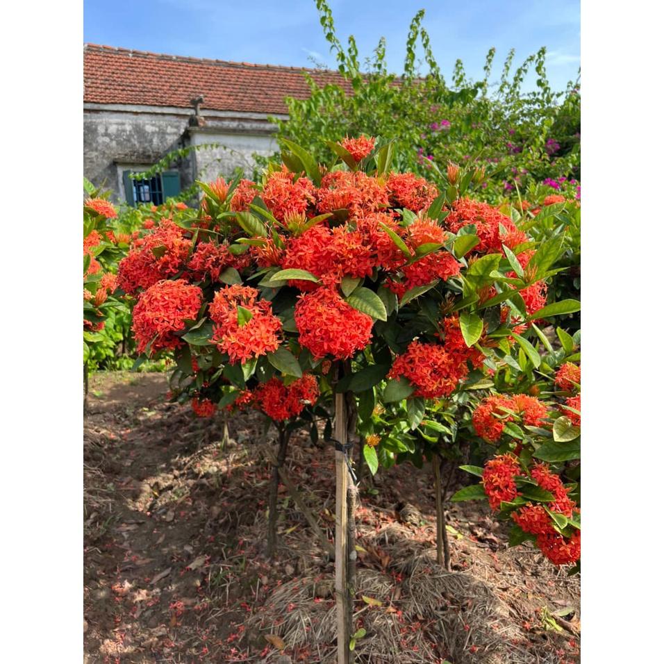 Cây giống Hoa Mẫu Đơn Tree thoát thân 70 Cm, một thân hoa đỏ đẹp , cây đẹp, giống chuẩn, hoa đẹp nhiều màu sắc