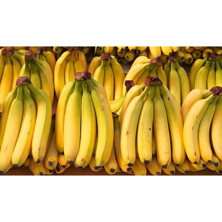 Cây giống Chuối Già NAM MỸ khổng lồ CAO 2M như hình. .