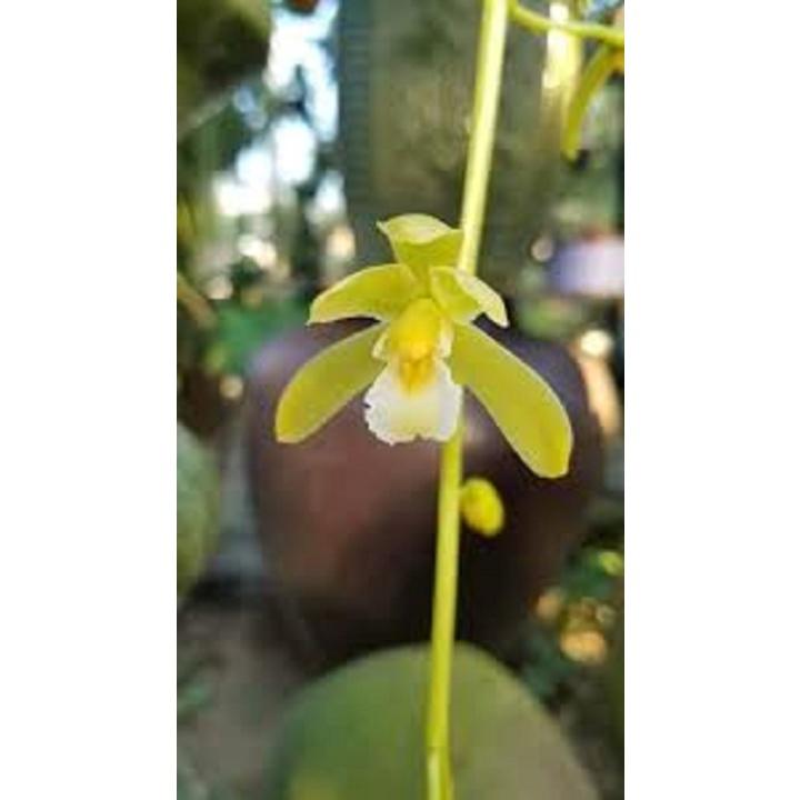 CHẬU LAN KIẾM XANH THÁI LAN , MẶT HOA ĐỘT BIẾN, BẢO HÀNH MẶT HOA THEO YÊU CẦU