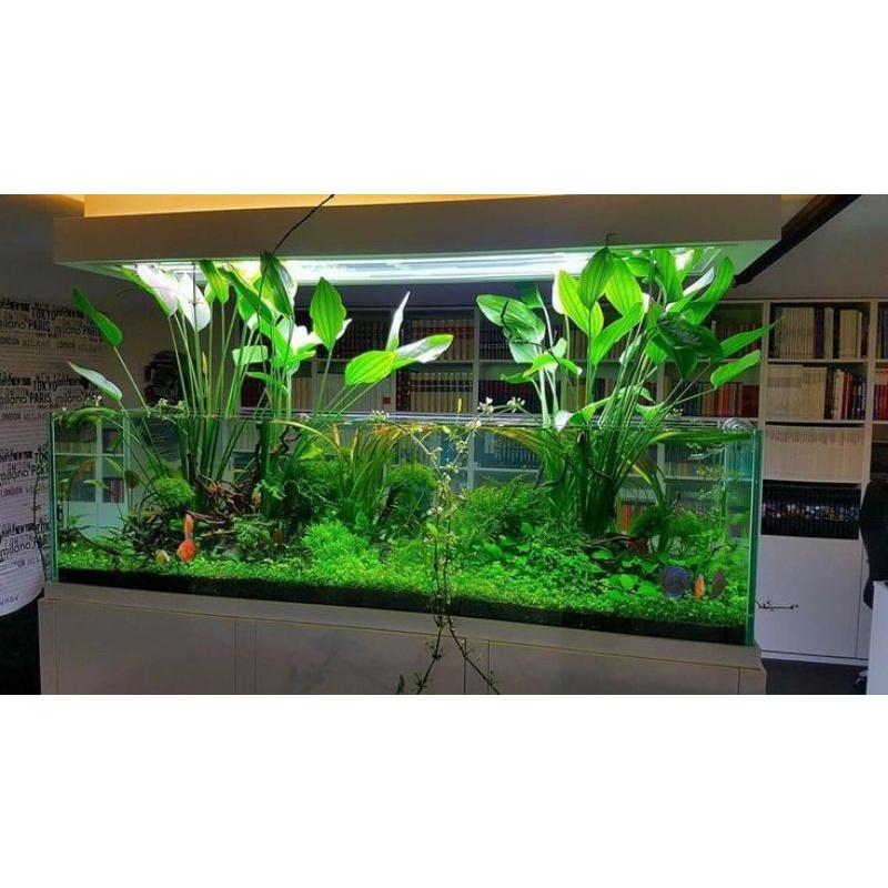 Phân nền Nhật Bản Aqua Best cho bể thuỷ sinh - Nền cho hồ tép - phụ kiện cá cảnh- shopleo