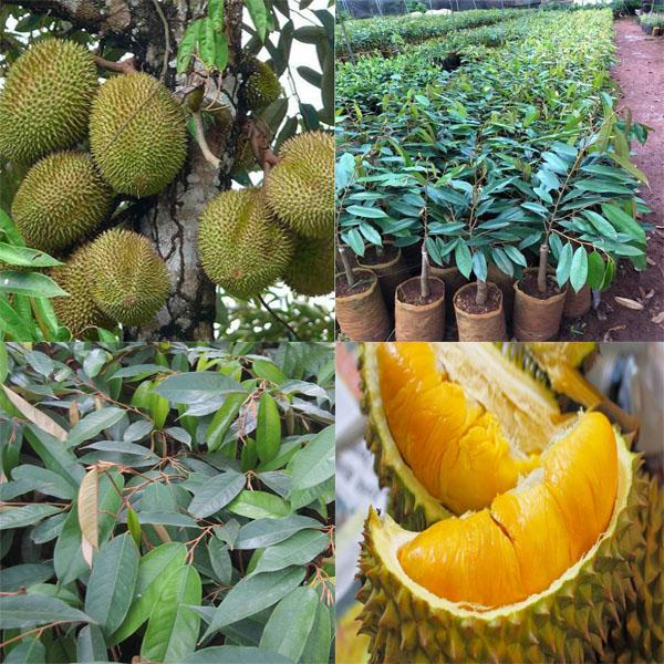 Cây SẦU RIÊNG MUSANG KING ghép bầu cực to, siêu sai quả, vị ngọt thơm, giá trị kinh tế cao