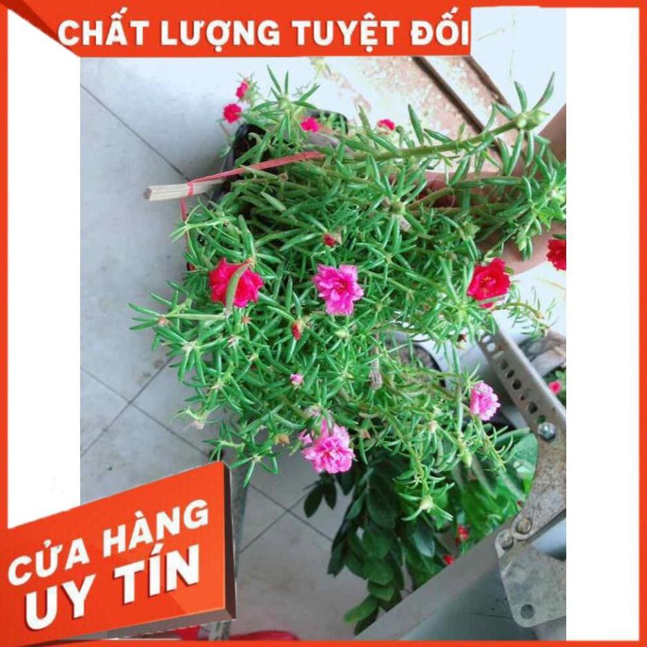 Hoa mười giờ mỹ Nhiều Người Mua