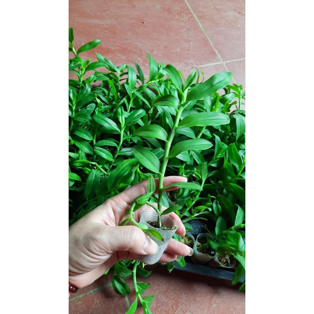 Hoa phong lan 5 cánh trắng di linh cấy mô