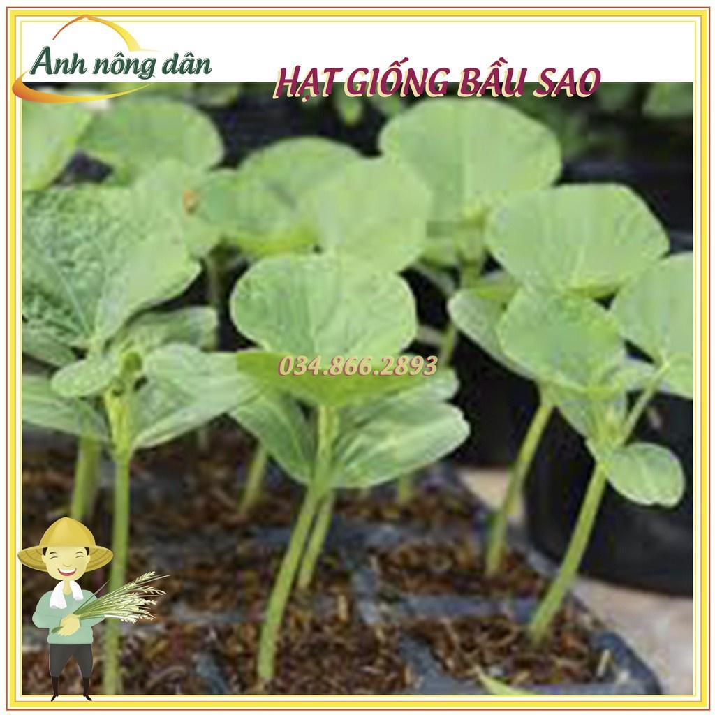 Gói 10 Hạt giống bầu sao F1