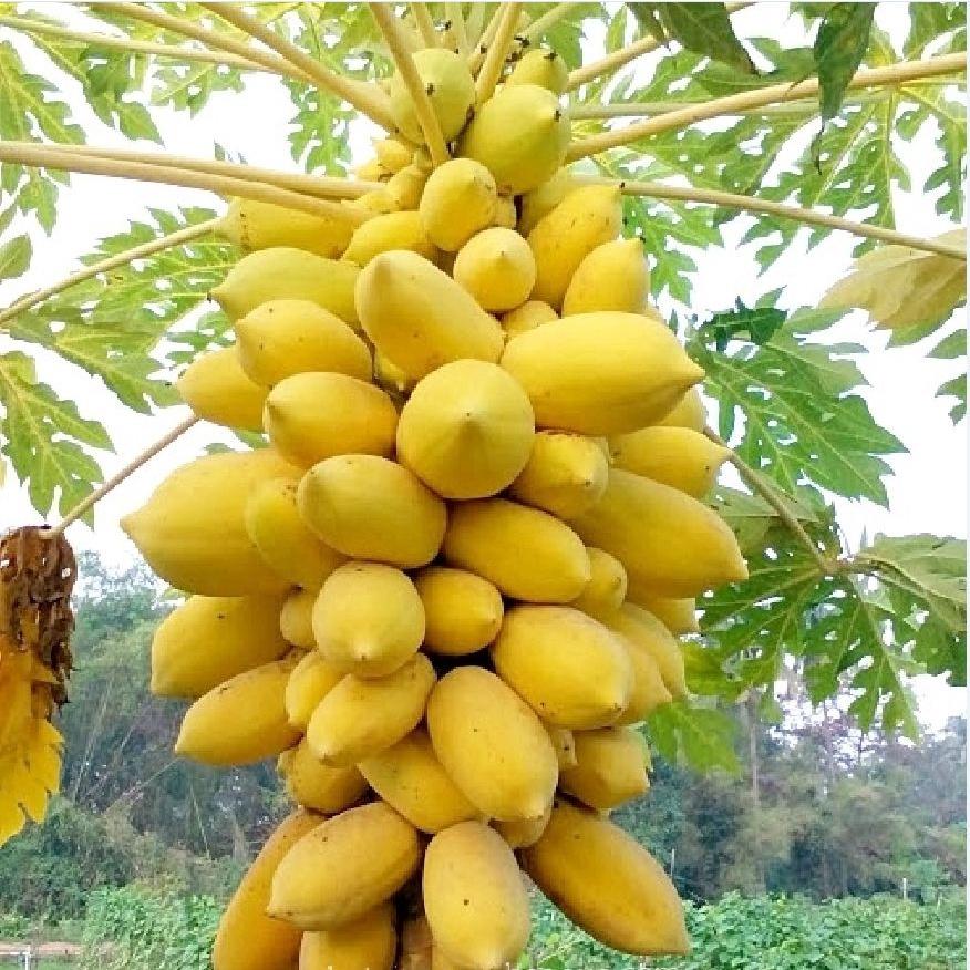 Hạt giống đu đủ lùn da vàng F1 KNS389 - Gói 5 hạt