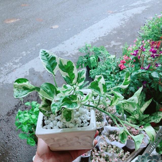 Chậu Trầu Bà Sữa