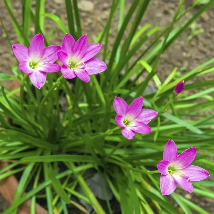 Cây huệ mưa siêng hoa làm cảnh