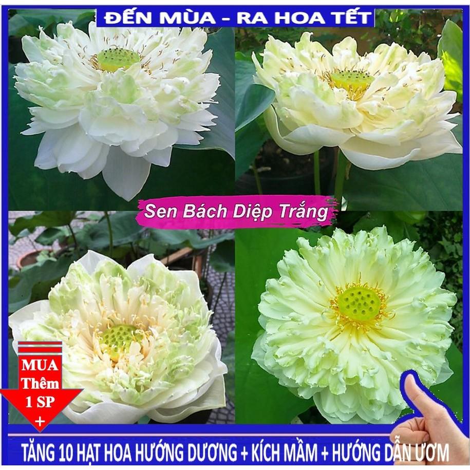 HG3C Sen Bách Diệp Trăm Cánh ( Gói 5 Hạt Đỏ, Tím, Vàng, Trắng, Hồng)