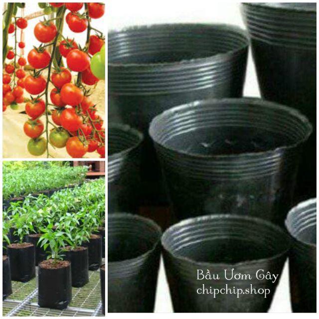 Bầu Ươm Cây
