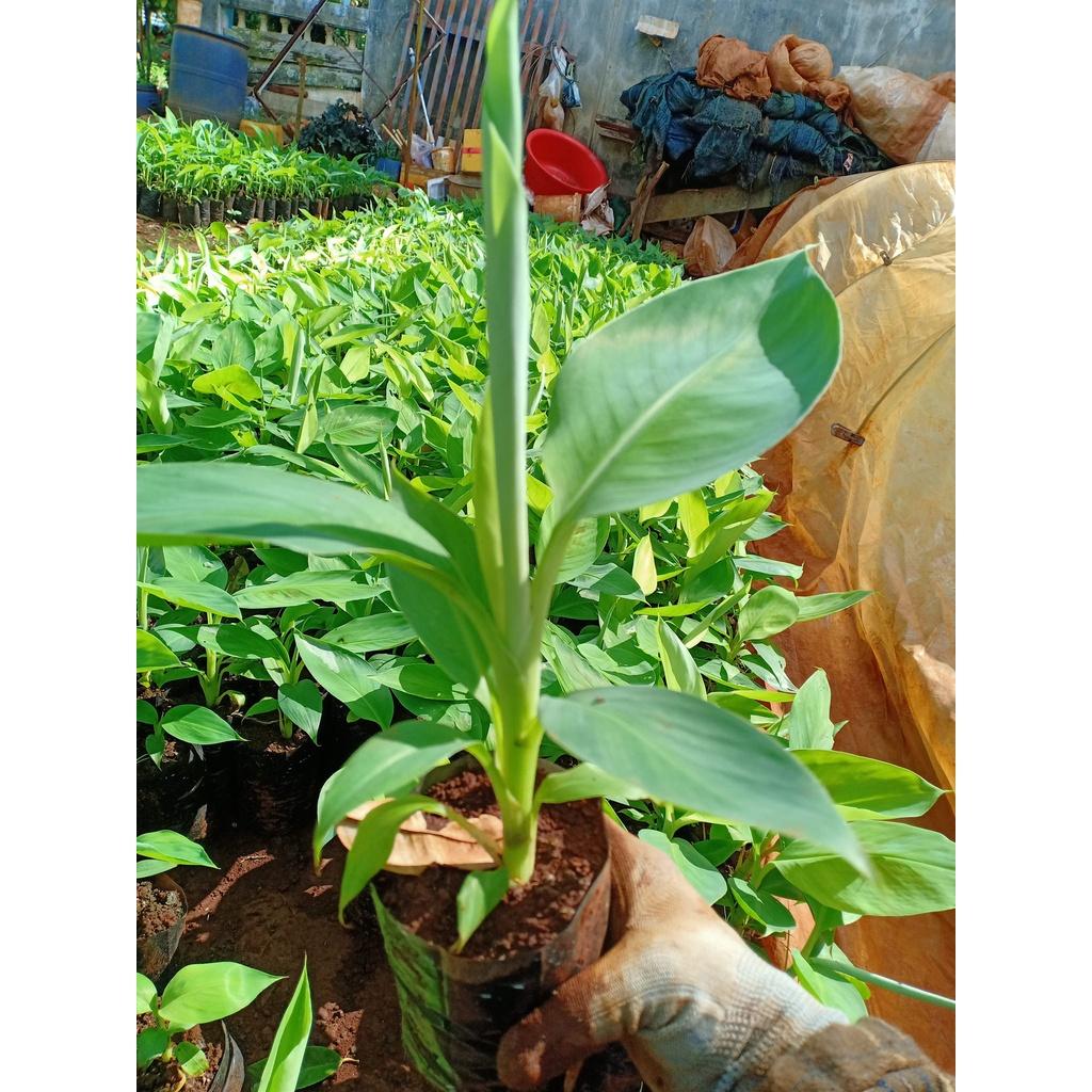Cây giống Chuối Cau .