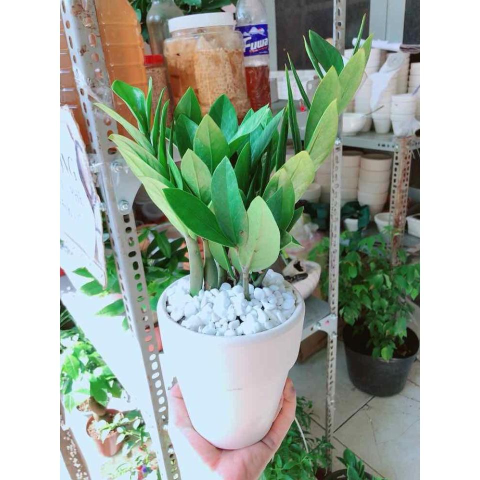 Chậu kim tiền Bán Chạy