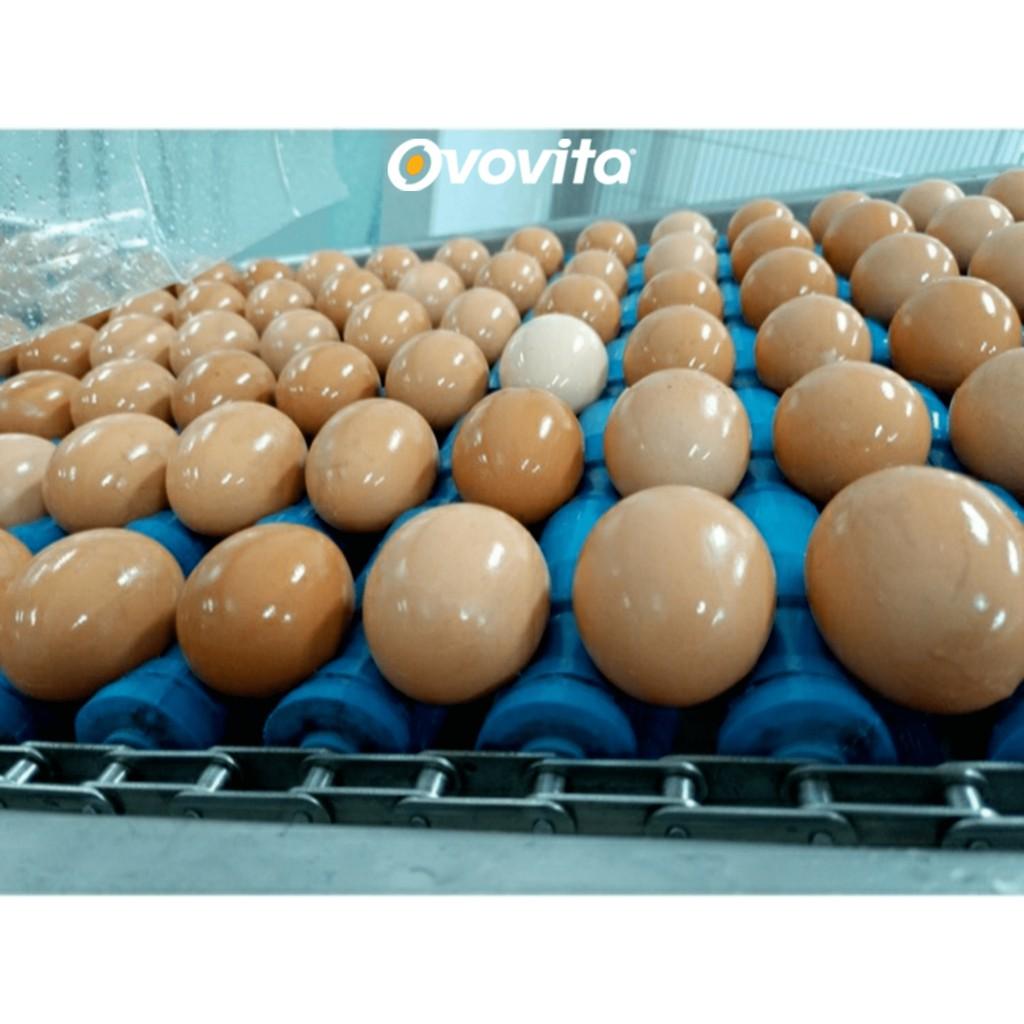 Lòng Đỏ Trứng Thanh Trùng OVOVITA Chai 1kg Làm Nguyên Liệu Chế Biến và Sản Xuất