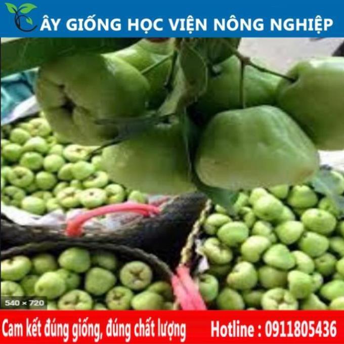 Sản phẩm Cây Ăn Trái cây roi xanh