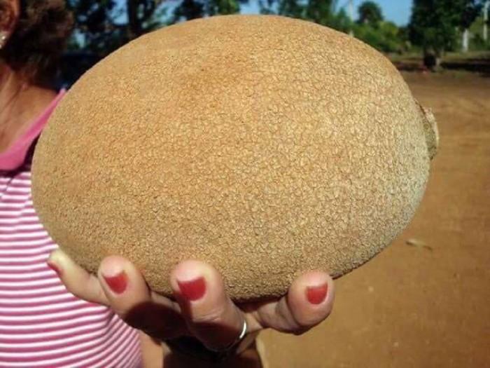 CÂY GIỐNG HỒNG XIÊM RUỘT ĐỔ KHỔNG LỒ