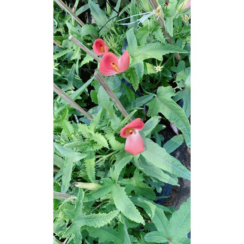 Cây Sâm Bố Chính