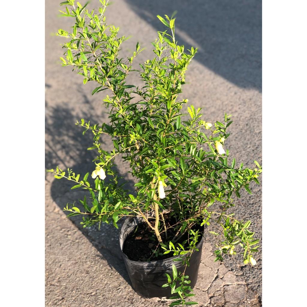 Cây lựu Thái ăn trái hoa màu trắng cao 90 - 100 cm