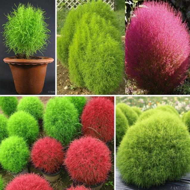 Gói 50hạt giống cây cỏ đổi màu